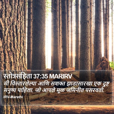 स्तोत्रसंहिता 37:35 MARIRV Bible Verse Image