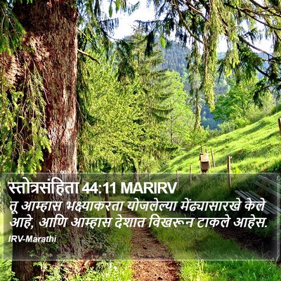 स्तोत्रसंहिता 44:11 MARIRV Bible Verse Image