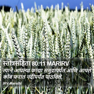 स्तोत्रसंहिता 80:11 MARIRV Bible Verse Image