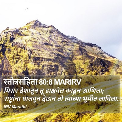 स्तोत्रसंहिता 80:8 MARIRV Bible Verse Image