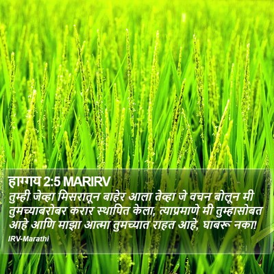 हाग्गय 2:5 MARIRV Bible Verse Image