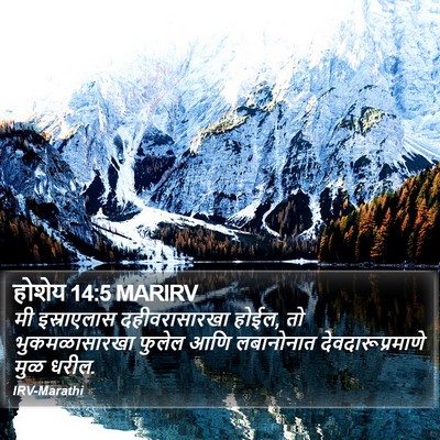 होशेय 14:5 MARIRV Bible Verse Image