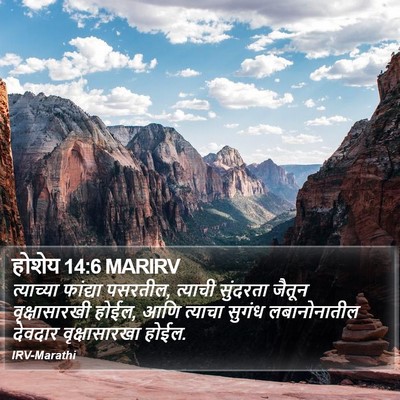 होशेय 14:6 MARIRV Bible Verse Image