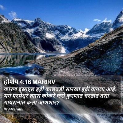 होशेय 4:16 MARIRV Bible Verse Image