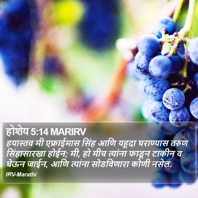 होशेय 5:14 MARIRV Bible Verse Image