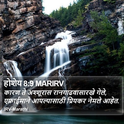 होशेय 8:9 MARIRV Bible Verse Image