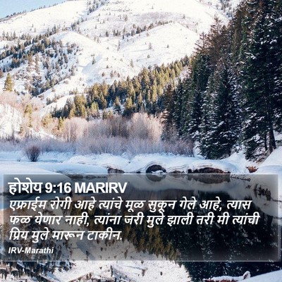 होशेय 9:16 MARIRV Bible Verse Image