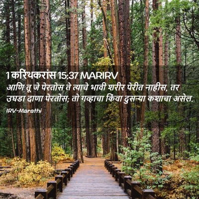 Picture 02 - 1 करिंथकरांस 15:37 MARIRV - आणि तू जे पेरतोस ते - Bible Verse Picture