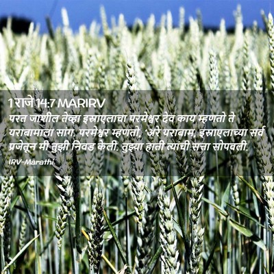 Picture 02 - 1 राजे 14:7 MARIRV - परत जाशील तेव्हा - Bible Verse Picture