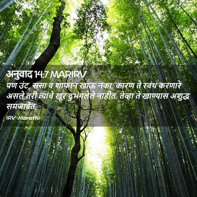 Picture 02 - अनुवाद 14:7 MARIRV - पण उंट, ससा व शाफान - Bible Verse Picture