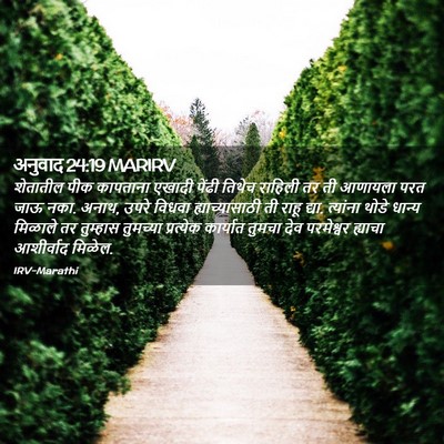 Picture 02 - अनुवाद 24:19 MARIRV - शेतातील पीक - Bible Verse Picture