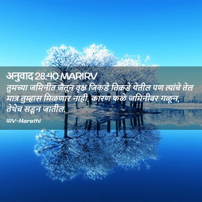 Picture 02 - अनुवाद 28:40 MARIRV - तुमच्या जमिनीत - Bible Verse Picture