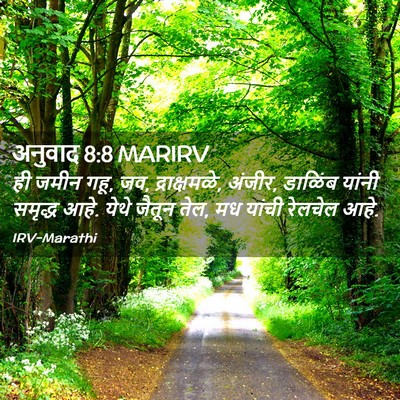 Picture 02 - अनुवाद 8:8 MARIRV - ही जमीन गहू, जव, - Bible Verse Picture