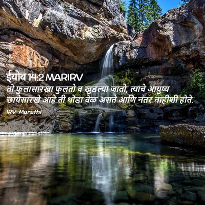 Picture 02 - ईयोब 14:2 MARIRV - तो फुलासारखा - Bible Verse Picture
