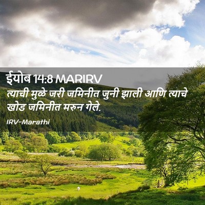 Picture 02 - ईयोब 14:8 MARIRV - त्याची मुळे जरी - Bible Verse Picture
