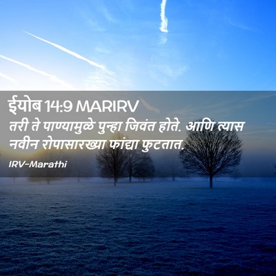 Picture 02 - ईयोब 14:9 MARIRV - तरी ते पाण्यामुळे - Bible Verse Picture