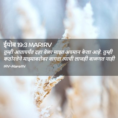 Picture 02 - ईयोब 19:3 MARIRV - तुम्ही आतापर्यंत - Bible Verse Picture