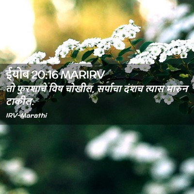 Picture 02 - ईयोब 20:16 MARIRV - तो फुरशाचे विष - Bible Verse Picture