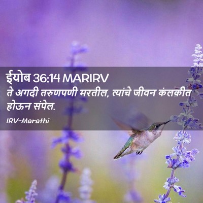 Picture 02 - ईयोब 36:14 MARIRV - ते अगदी तरुणपणी - Bible Verse Picture