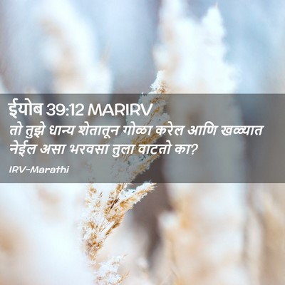 Picture 02 - ईयोब 39:12 MARIRV - तो तुझे धान्य - Bible Verse Picture