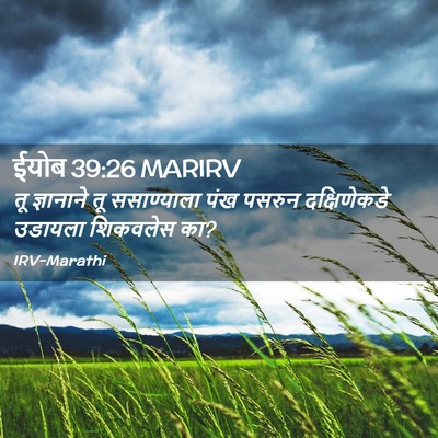 Picture 02 - ईयोब 39:26 MARIRV - तू ज्ञानाने तू - Bible Verse Picture