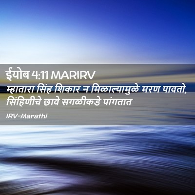 Picture 02 - ईयोब 4:11 MARIRV - म्हातारा सिंह - Bible Verse Picture
