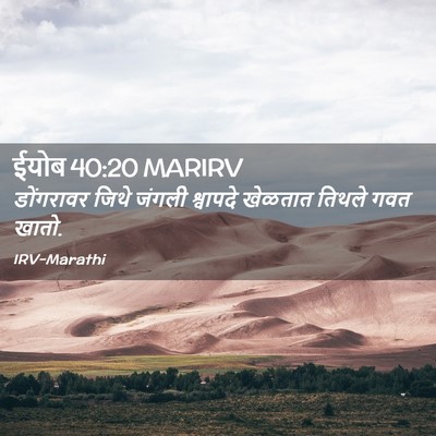 Picture 02 - ईयोब 40:20 MARIRV - डोंगरावर जिथे - Bible Verse Picture