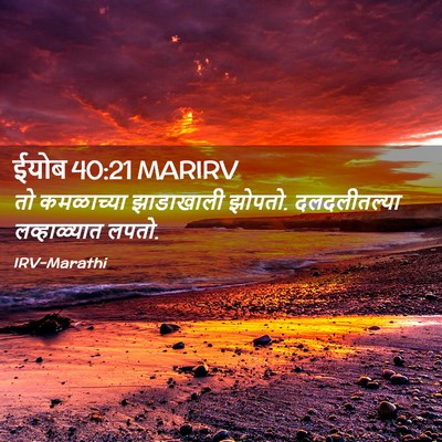 Picture 02 - ईयोब 40:21 MARIRV - तो कमळाच्या - Bible Verse Picture