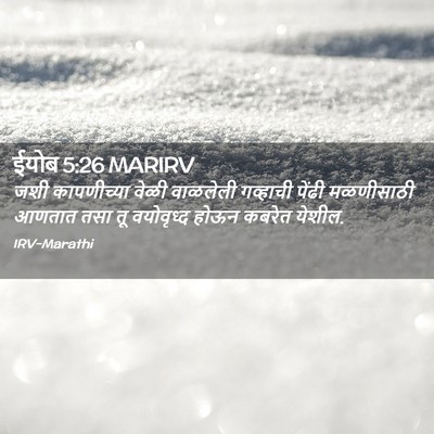 Picture 02 - ईयोब 5:26 MARIRV - जशी कापणीच्या - Bible Verse Picture