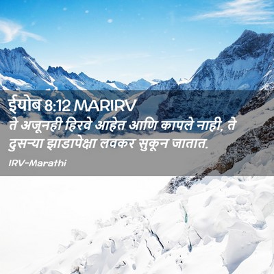 Picture 02 - ईयोब 8:12 MARIRV - ते अजूनही हिरवे - Bible Verse Picture
