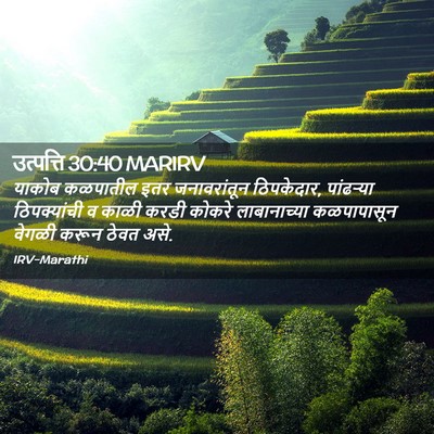 Picture 02 - उत्पत्ति 30:40 MARIRV - याकोब कळपातील इतर - Bible Verse Picture