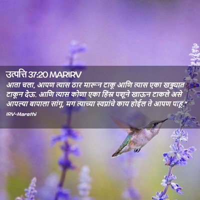 Picture 02 - उत्पत्ति 37:20 MARIRV - आता चला, आपण त्यास - Bible Verse Picture
