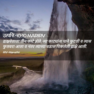 Picture 02 - उत्पत्ति 40:10 MARIRV - द्राक्षवेलाला तीन - Bible Verse Picture