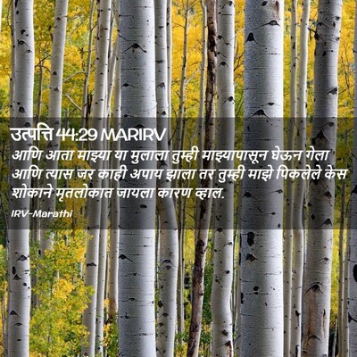 Picture 02 - उत्पत्ति 44:29 MARIRV - आणि आता माझ्या या - Bible Verse Picture