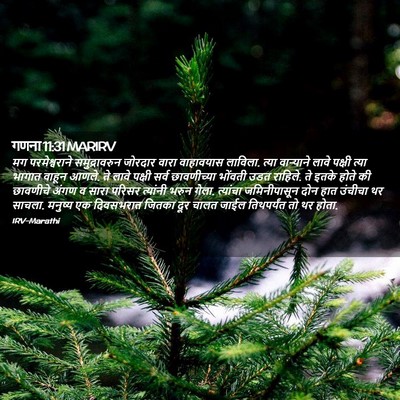 Picture 02 - गणना 11:31 MARIRV - मग परमेश्वराने - Bible Verse Picture