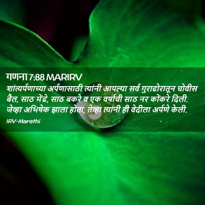 Picture 02 - गणना 7:88 MARIRV - शांत्यर्पणाच्या - Bible Verse Picture