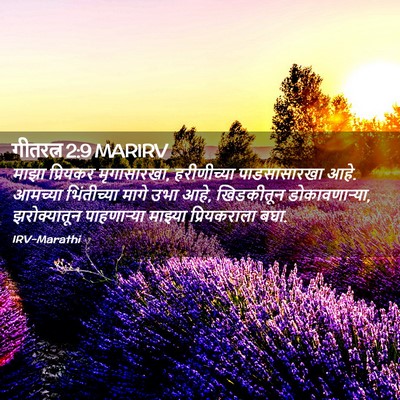 Picture 02 - गीतरत्न 2:9 MARIRV - माझा प्रियकर - Bible Verse Picture