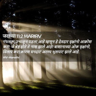 Picture 02 - जखऱ्या 11:2 MARIRV - गंधसरू उन्मळून - Bible Verse Picture