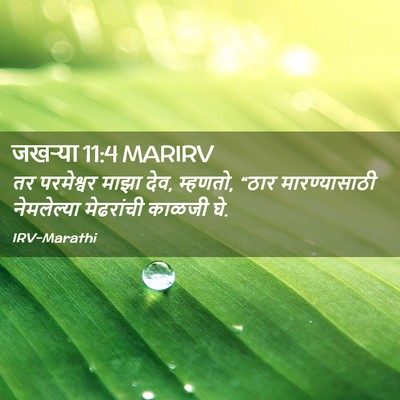 Picture 02 - जखऱ्या 11:4 MARIRV - तर परमेश्वर माझा - Bible Verse Picture