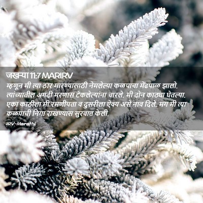 Picture 02 - जखऱ्या 11:7 MARIRV - म्हणून मी त्या ठार - Bible Verse Picture