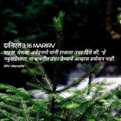 Picture 02 - दानिएल 3:16 MARIRV - शद्रख, मेशख, - Bible Verse Picture