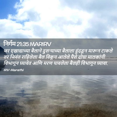 Picture 02 - निर्गम 21:35 MARIRV - जर एखाद्याच्या - Bible Verse Picture