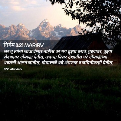 Picture 02 - निर्गम 8:21 MARIRV - जर तू त्यांना जाऊ - Bible Verse Picture
