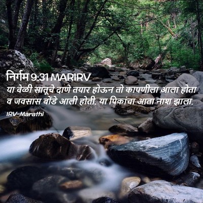 Picture 02 - निर्गम 9:31 MARIRV - या वेळी सातूचे - Bible Verse Picture