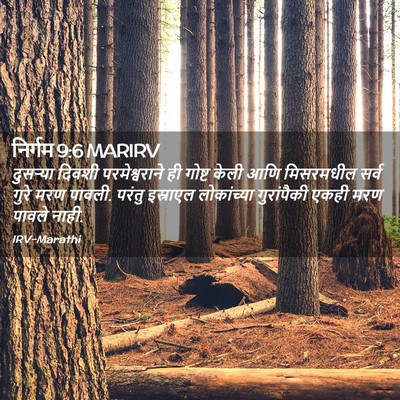 Picture 02 - निर्गम 9:6 MARIRV - दुसऱ्या दिवशी - Bible Verse Picture