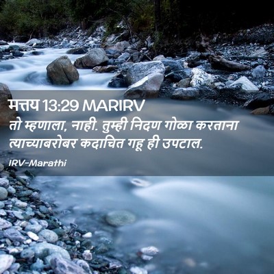 Picture 02 - मत्तय 13:29 MARIRV - तो म्हणाला, नाही. - Bible Verse Picture