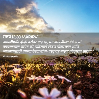 Picture 02 - मत्तय 13:30 MARIRV - कापणीपर्यंत - Bible Verse Picture