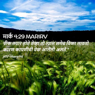 Picture 02 - मार्क 4:29 MARIRV - पीक तयार होते - Bible Verse Picture
