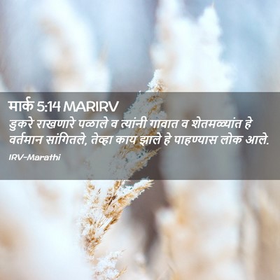 Picture 02 - मार्क 5:14 MARIRV - डुकरे राखणारे - Bible Verse Picture