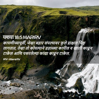 Picture 02 - यशया 18:5 MARIRV - कापणीच्यापूर्वी, - Bible Verse Picture